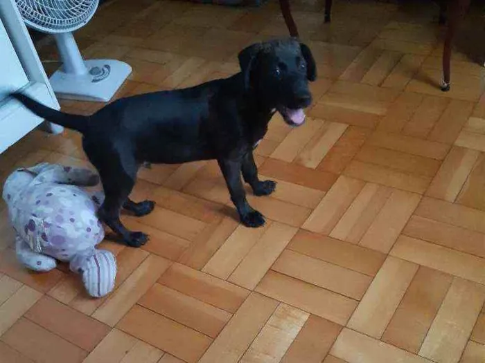 Cachorro ra a Srd idade 2 a 6 meses nome Zeca