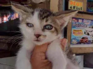 Gato raça Srd idade Abaixo de 2 meses nome Sissy