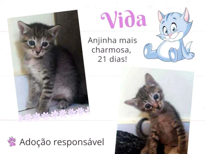 Gato raça Srd idade Abaixo de 2 meses nome Vida