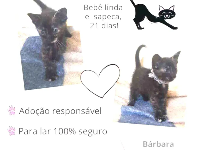 Gato raça Srd idade Abaixo de 2 meses nome Veda