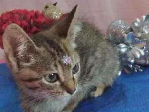 Gato raça Srd idade Abaixo de 2 meses nome Shanti