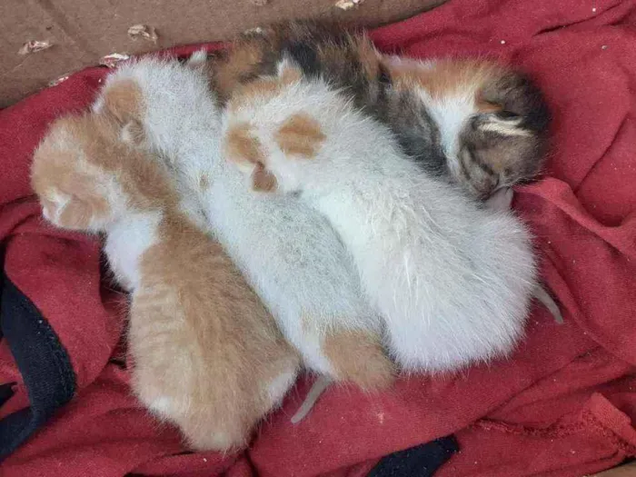 Gato raça  idade Abaixo de 2 meses nome Drake, Angelina