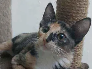 Gato raça Srd idade 2 a 6 meses nome Sem nome