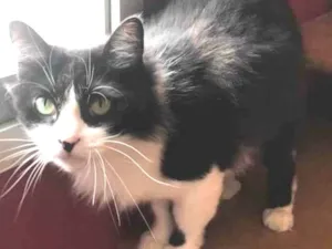 Gato raça SRD idade 2 anos nome Fifi