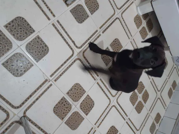 Cachorro ra a Srd idade 2 a 6 meses nome Zeca