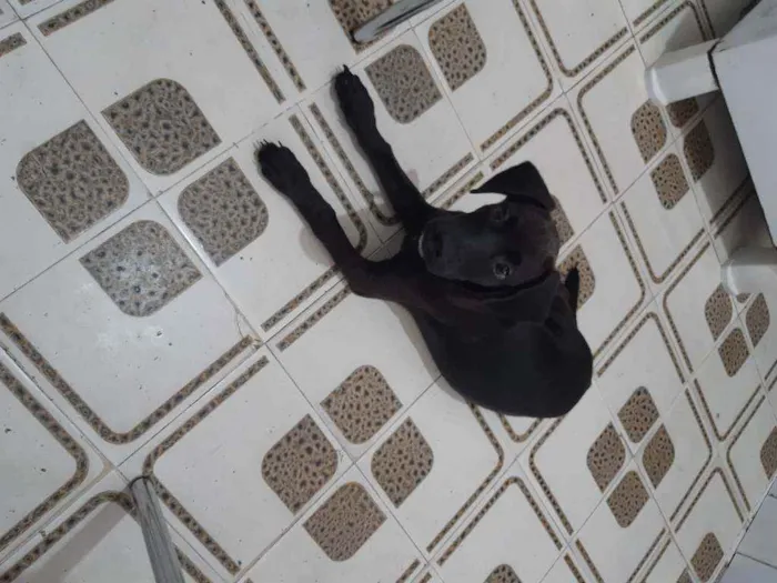 Cachorro ra a Srd idade 2 a 6 meses nome Zeca
