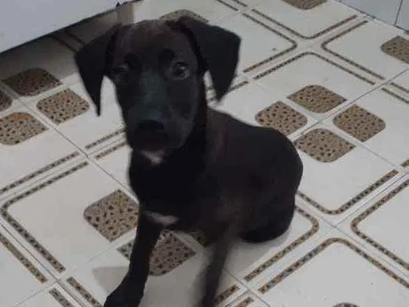 Cachorro ra a Srd idade 2 a 6 meses nome Zeca