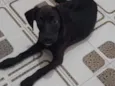 Zeca