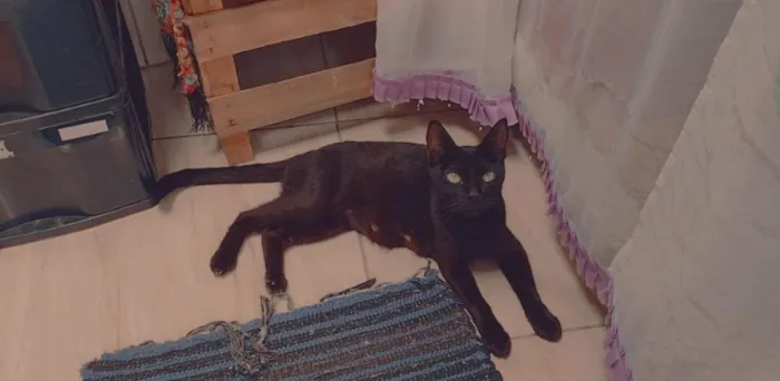 Gato raça Srd idade 1 ano nome Xena