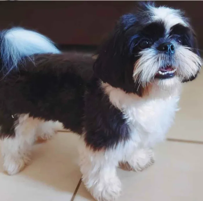 Cachorro ra a Shihtzu idade 1 ano nome Lucky