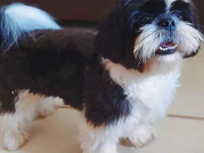 Cachorro ra a Shihtzu idade 1 ano nome Lucky