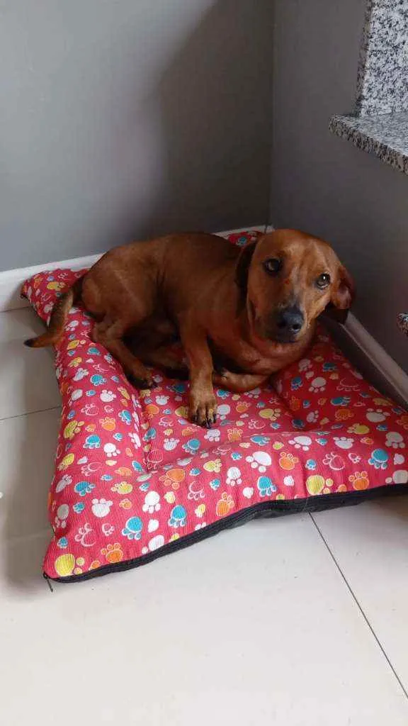 Cachorro ra a SRD idade 1 ano nome Nescau