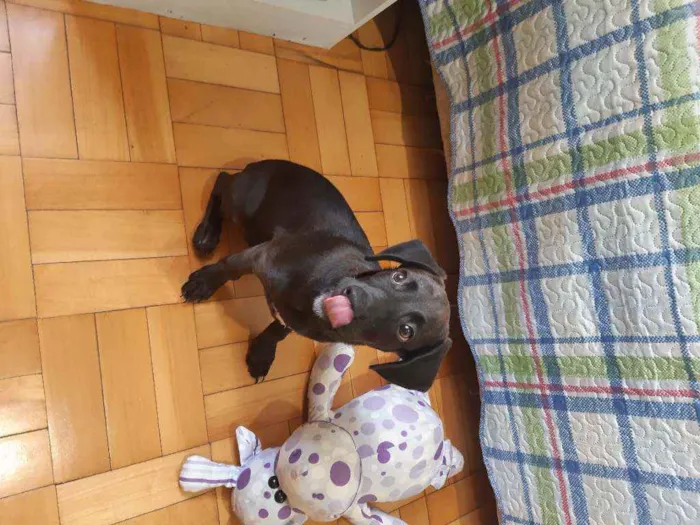 Cachorro ra a Srd idade 2 a 6 meses nome Zeca