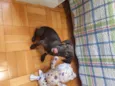 Zeca