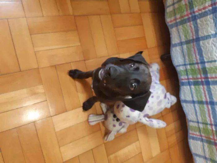 Cachorro ra a Srd idade 2 a 6 meses nome Zeca