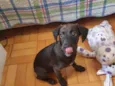 Zeca