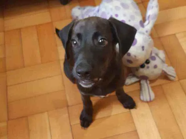 Cachorro ra a Srd idade 2 a 6 meses nome Zeca