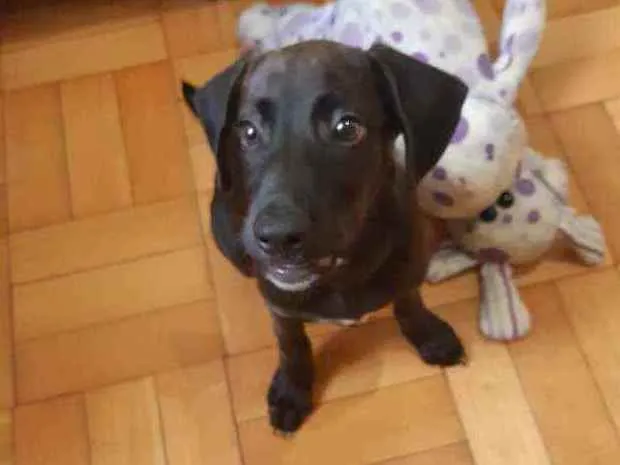 Cachorro ra a Srd idade 2 a 6 meses nome Zeca