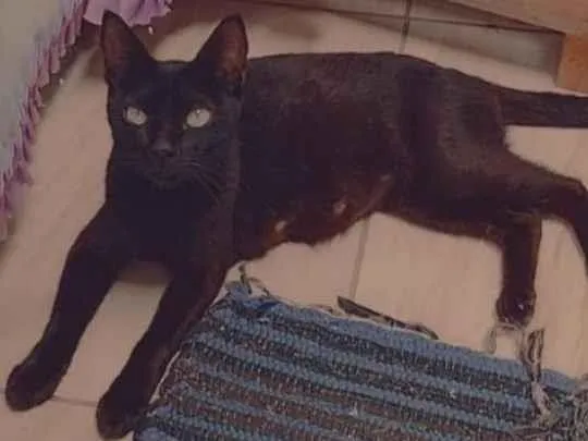 Gato raça Srd idade 1 ano nome Xena