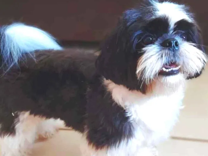 Cachorro ra a Shihtzu idade 1 ano nome Lucky
