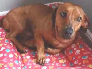 Cachorro raça SRD idade 1 ano nome Nescau