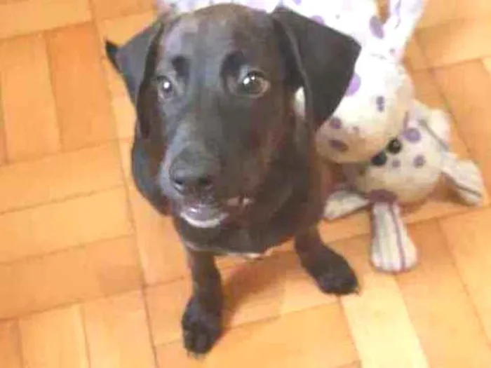 Cachorro ra a Srd idade 2 a 6 meses nome Zeca