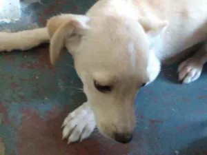 Cachorro raça Não definida  idade Abaixo de 2 meses nome Marlley