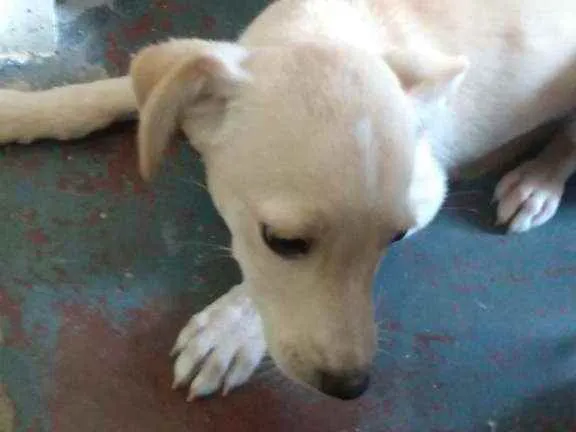 Cachorro ra a Não definida  idade Abaixo de 2 meses nome Marlley