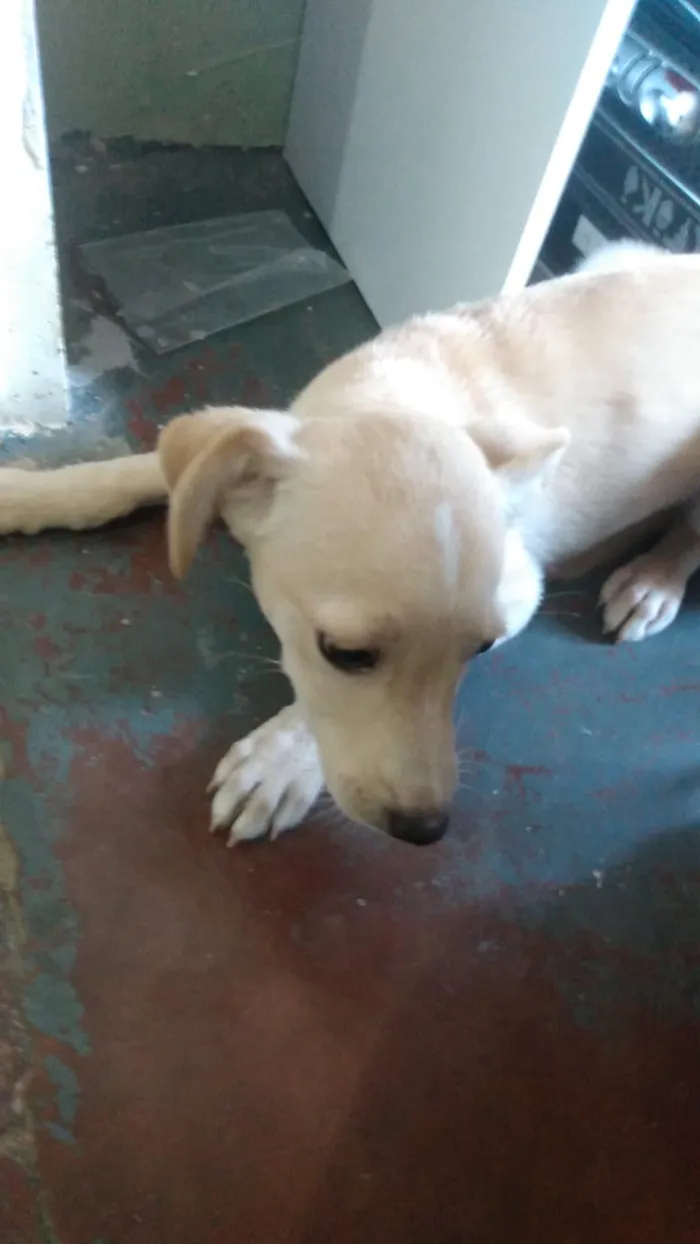 Cachorro ra a Não definida  idade Abaixo de 2 meses nome Marlley