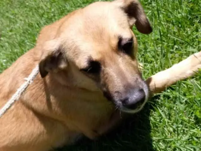 Cachorro raça Vira lata  idade 3 anos nome Adriana 