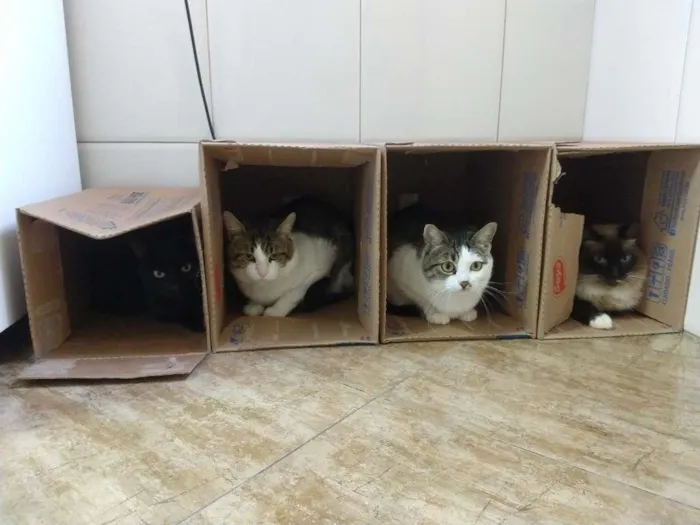 Gato ra a Vira lata idade 6 ou mais anos nome Eros
