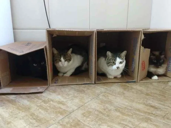 Gato ra a Vira lata idade 6 ou mais anos nome Eros