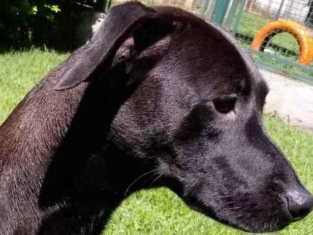 Cachorro raça Mestiça galgo  idade 1 ano nome Lilich