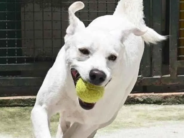 Cachorro raça Mestiço labrador idade 3 anos nome Ras