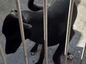 Cachorro raça Vira lata  idade 7 a 11 meses nome Tieia