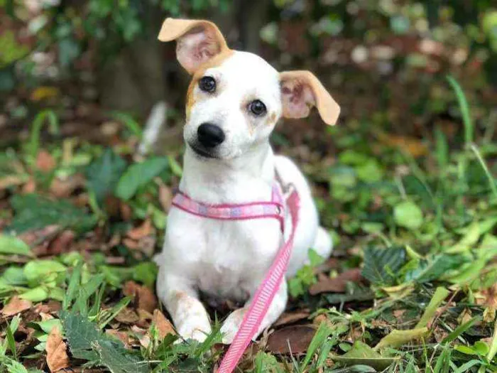 Cachorro ra a SRD idade 2 a 6 meses nome Tifany