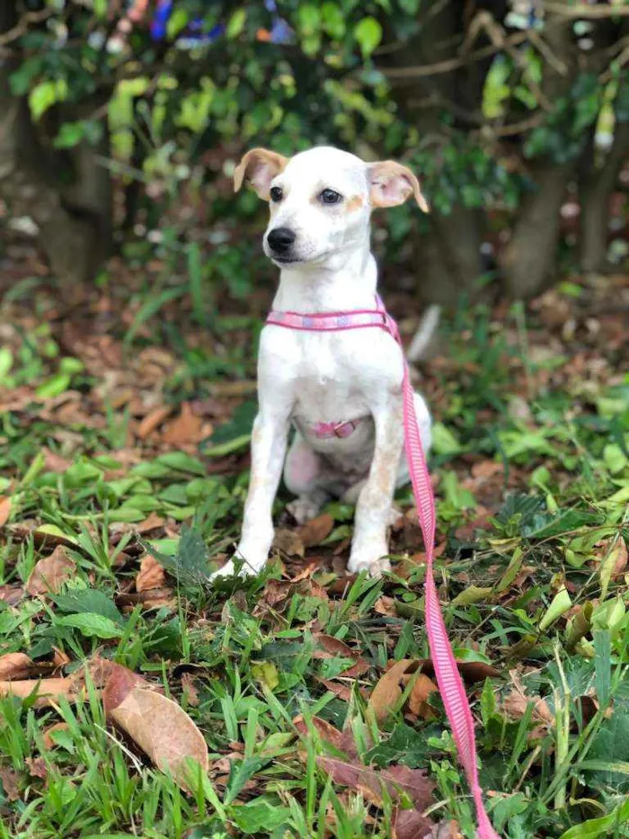 Cachorro ra a SRD idade 2 a 6 meses nome Tifany