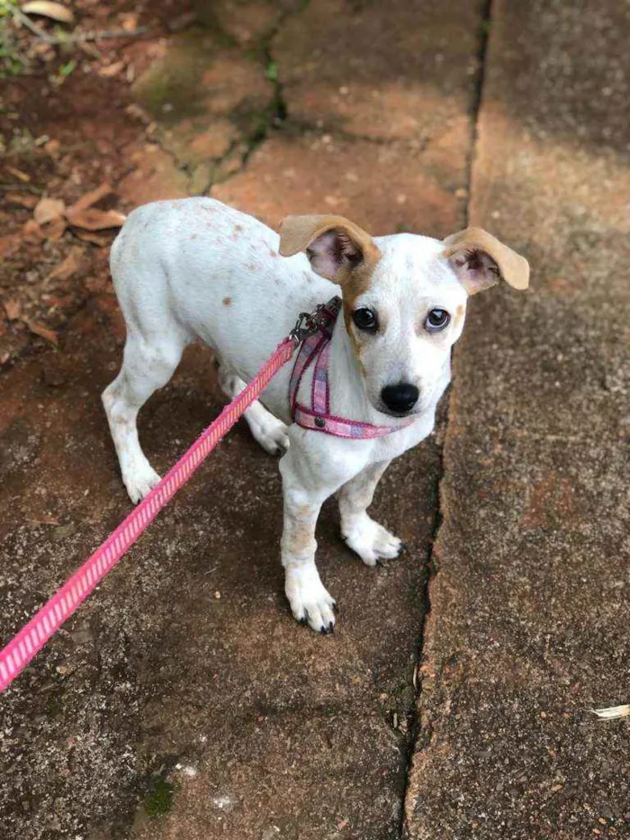 Cachorro ra a SRD idade 2 a 6 meses nome Tifany