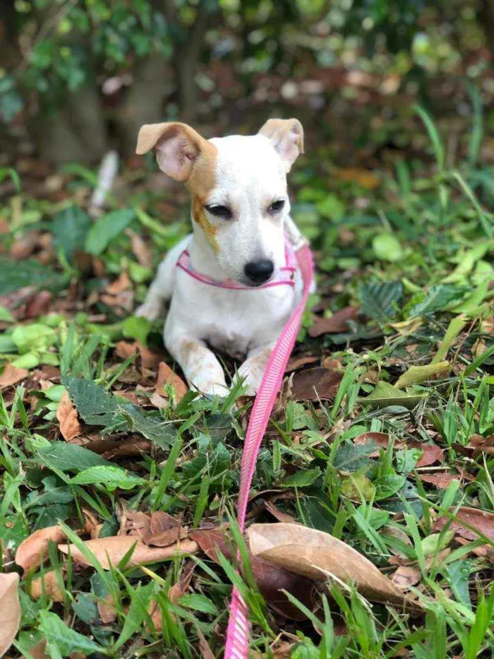 Cachorro ra a SRD idade 2 a 6 meses nome Tifany