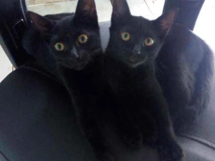 Gato ra a Vira-lata idade 7 a 11 meses nome Pretinha e Fiona