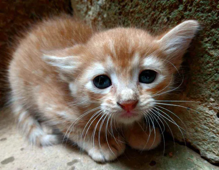 Gato raça Não  definida idade Abaixo de 2 meses nome ZOOLADY 