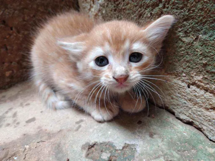Gato raça Não  definida idade Abaixo de 2 meses nome ZOOLADY 