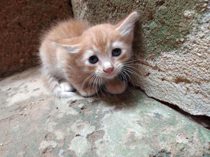 Gato raça Não  definida idade Abaixo de 2 meses nome ZOOLADY 