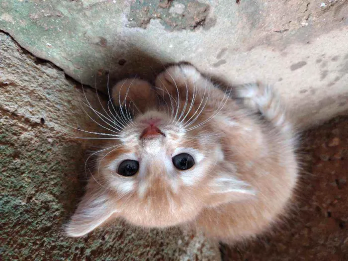 Gato raça Não  definida idade Abaixo de 2 meses nome ZOOLADY 
