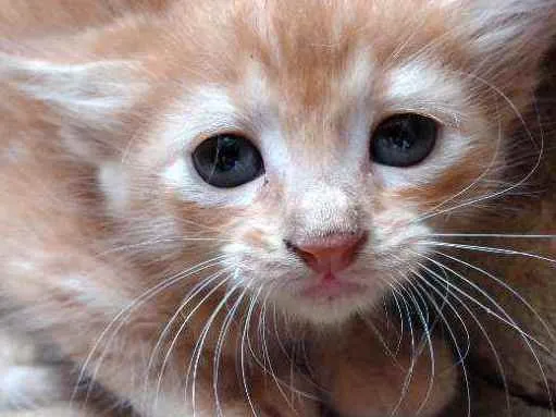 Gato raça Não  definida idade Abaixo de 2 meses nome ZOOLADY 