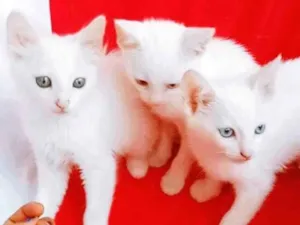 Gato raça SRD-ViraLata idade 2 a 6 meses nome 3 CLARAS NO BIXIGA