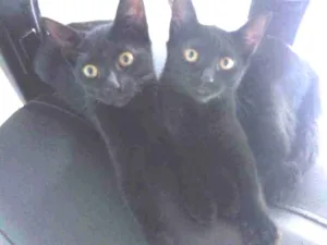 Gato raça Vira-lata idade 7 a 11 meses nome Pretinha e Fiona