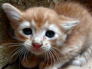 Gato raça Não  definida idade Abaixo de 2 meses nome ZOOLADY 
