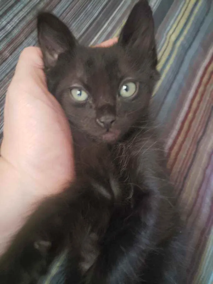 Gato ra a SRD idade Abaixo de 2 meses nome Pretinho