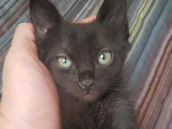 Gato ra a SRD idade Abaixo de 2 meses nome Pretinho
